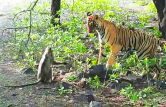 tiger monkey friendship