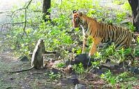 tiger monkey friendship