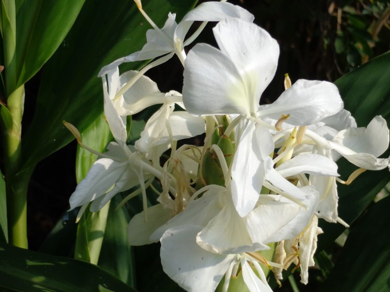 jabalpur news in hindi, miraculous flowers, gul ba