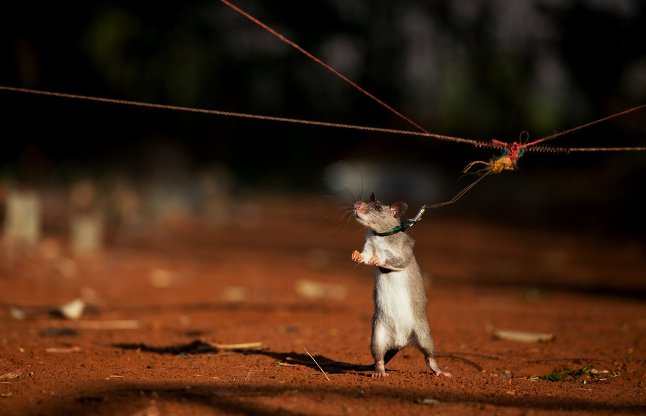 mouse can detect explosives