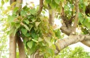 health benefits of peepal tree