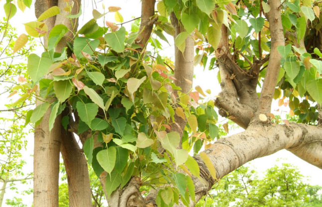 health benefits of peepal tree