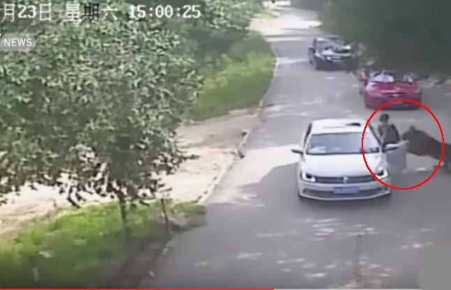 tiger attack on woman
