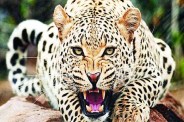 panther