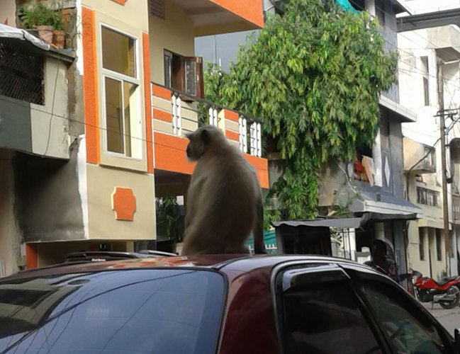 Residents disturb by monkey on night in indore