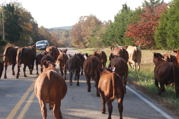 cattle on highway