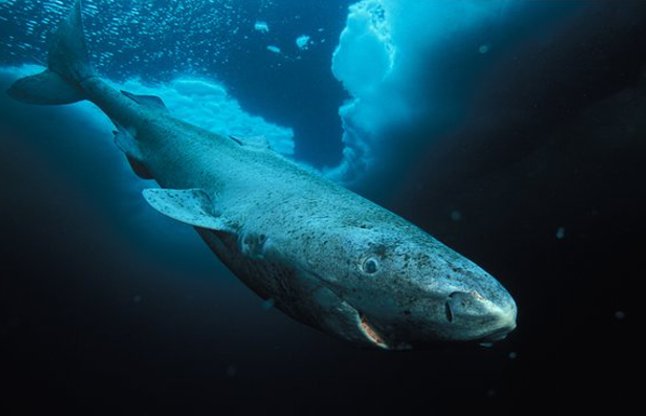 greenland shark
