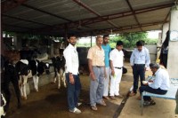 Caught during add water in the milk