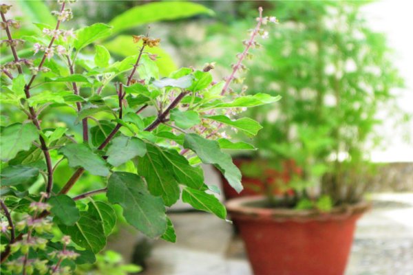 religious and ayurvdic plant tulasi, jabalpur news