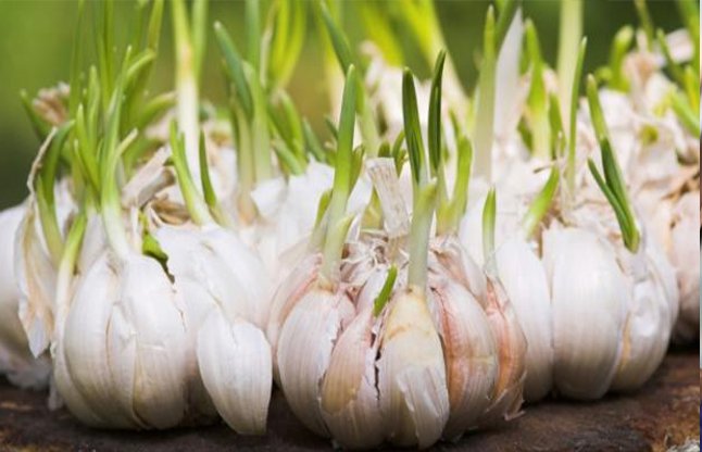 Sprouted Garlic