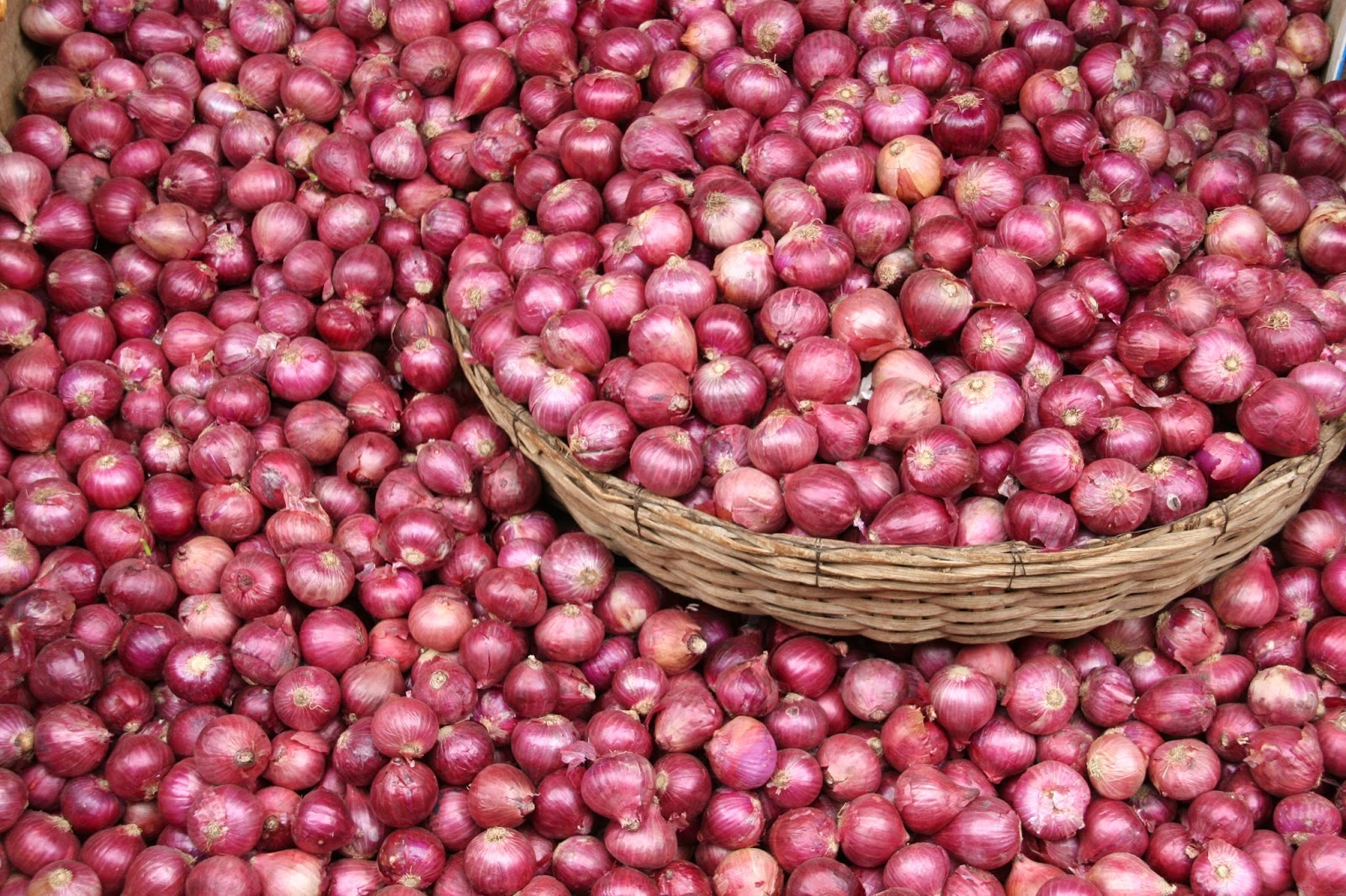 onion,1 rupees per kg,madhya pradesh,shajapur,onio