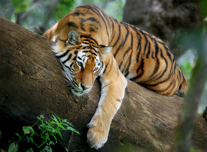 mp tiger reserve center,bhopal,mp