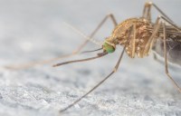 Zika Virus