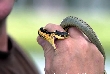 Why Snakes Bite Humans