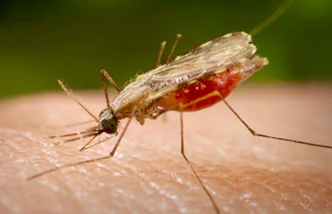 human body odour can kill mosquito 