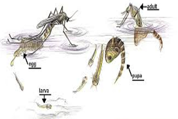 Dengue larvae, Malaria Department campaign for Tig