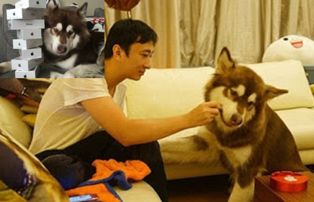 chinese billionaire son buys 8 iphone for pet dog
