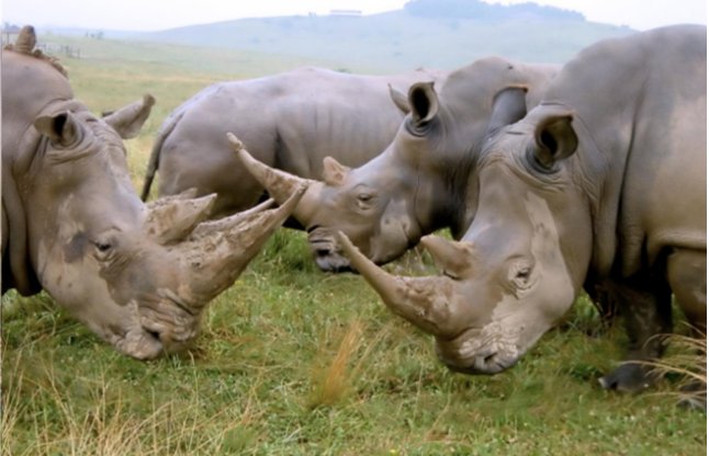 Rhinos home, Genda news, Valmiki Tiger Reserve, in