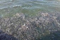 fishes in Luni river