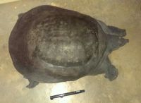 The Forest Department, arrested, smugglers, turtle