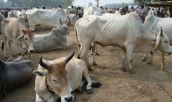 UP police, Cow slaughters