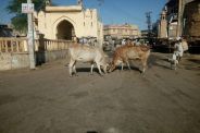 jaisalmer