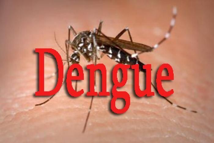 dengue patients 