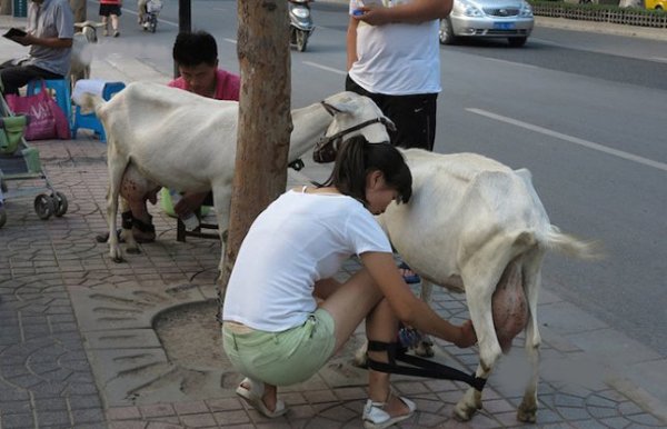 Sexy Milk Siter offers fresh milk on beijing Roads