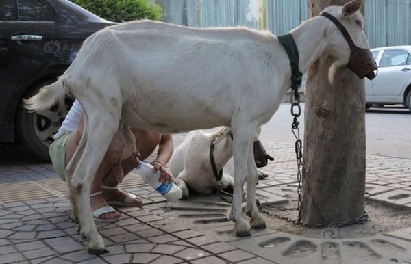 Sexy Milk Siter offers fresh milk on beijing Roads