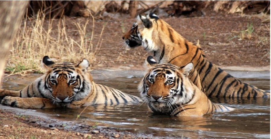  tiger territory,bhopal,Wild Life in Madhya Prade