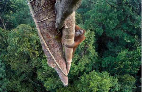 Wildlife photography contest