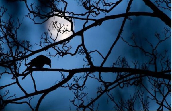 Wildlife photography contest