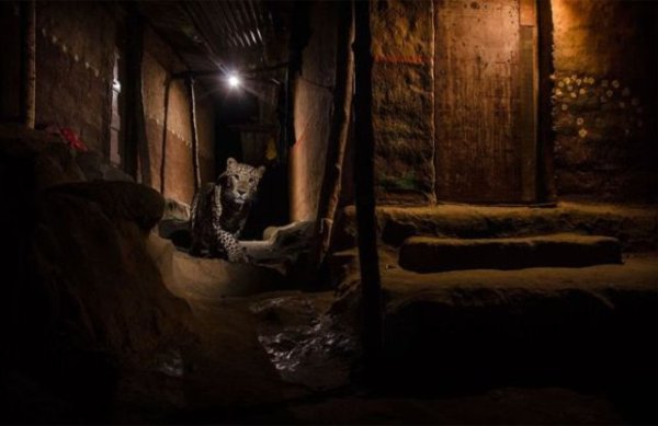 Wildlife photography contest