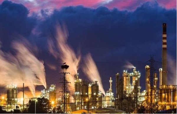 Wildlife photography contest