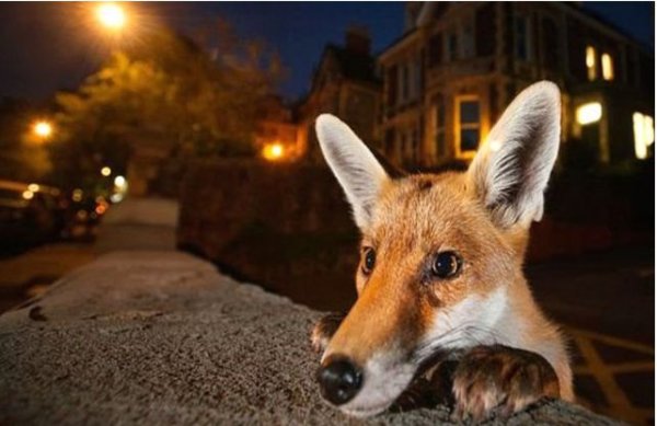 Wildlife photography contest