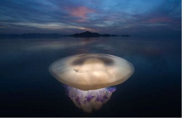 Wildlife photography contest