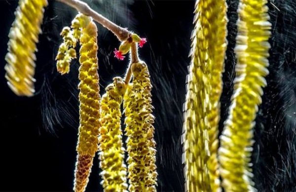 Wildlife photography contest