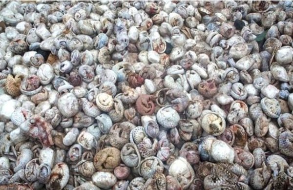 Wildlife photography contest