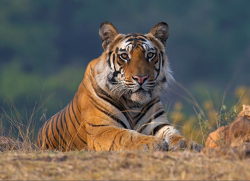 tiger in bhopal
