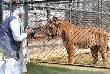 PM Modi clicking picture of a tiger