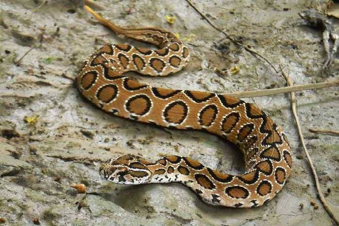 russell viper