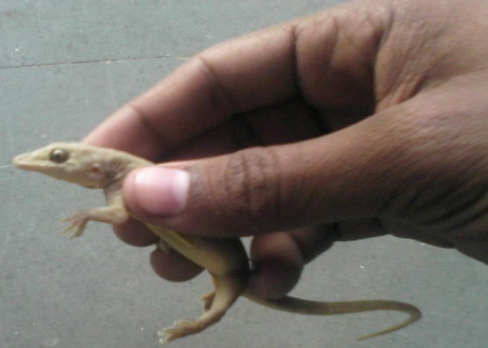 jabalpur news in hindi,these addicts drink lizard 