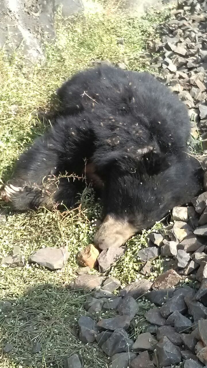 Tap the bears killed in the train news