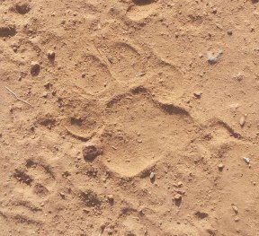 Rural pugmarks of the tiger are told.