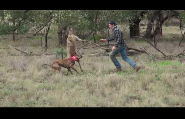 man punches kangaroo