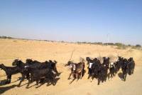 goats_ jaisalmer