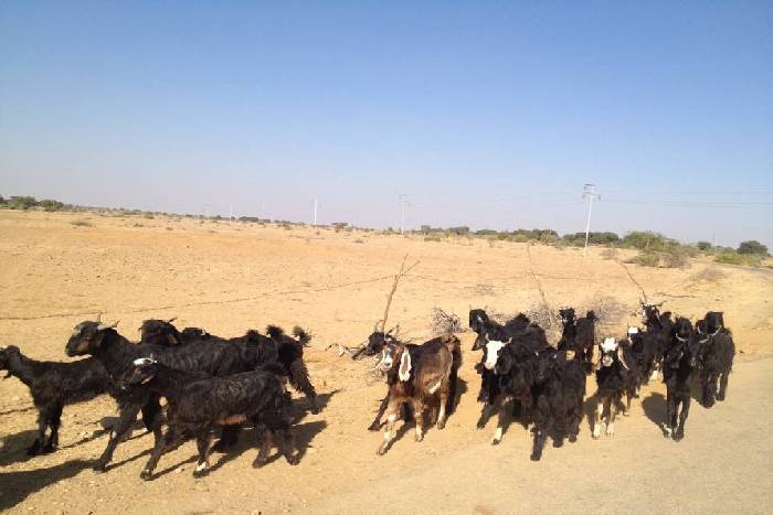 goats_ jaisalmer