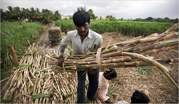 sugar cane farmers