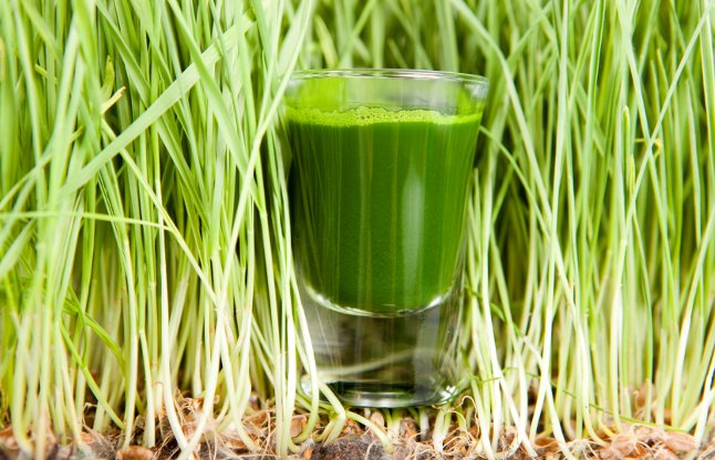  Wheatgrass juice