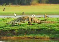 crocodile vs ghariyal